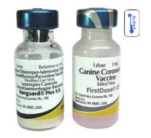Вакцина Вангард 5/CVL 1 доза 2 флакони Zoetis
